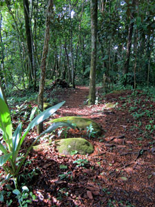 Path through the farm